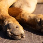 Trágico suceso en San Diego: Hombre muere atacado por sus perros