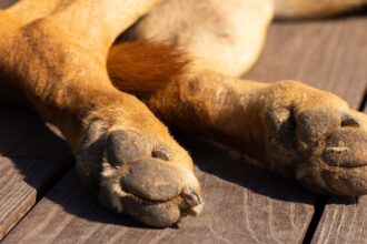 Trágico suceso en San Diego: Hombre muere atacado por sus perros