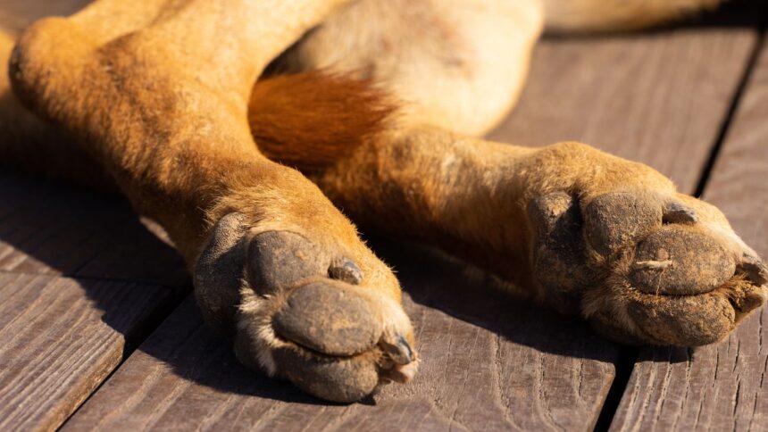 Trágico suceso en San Diego: Hombre muere atacado por sus perros