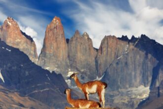 Alerta en Torres del Paine por invasión de visón americano