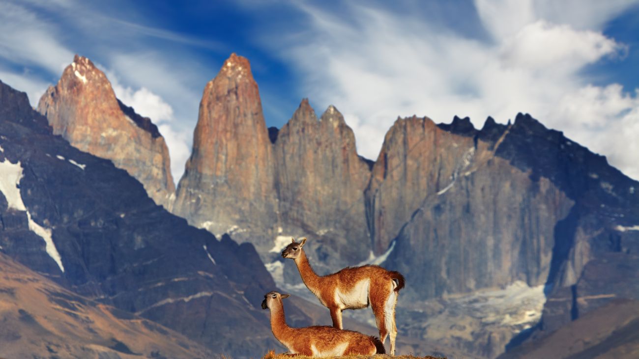 Alerta en Torres del Paine por invasión de visón americano Alerta en Torres del Paine por invasión de visón americano