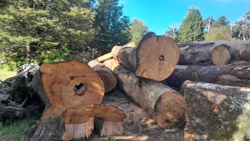 Polémica por tala de bosque nativo en Melipeuco: ¿Extorsión o autorización?