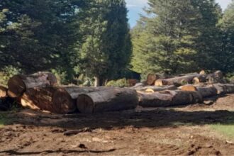 Denuncian tala ilegal de árboles nativos en Melipeuco: Conaf investiga