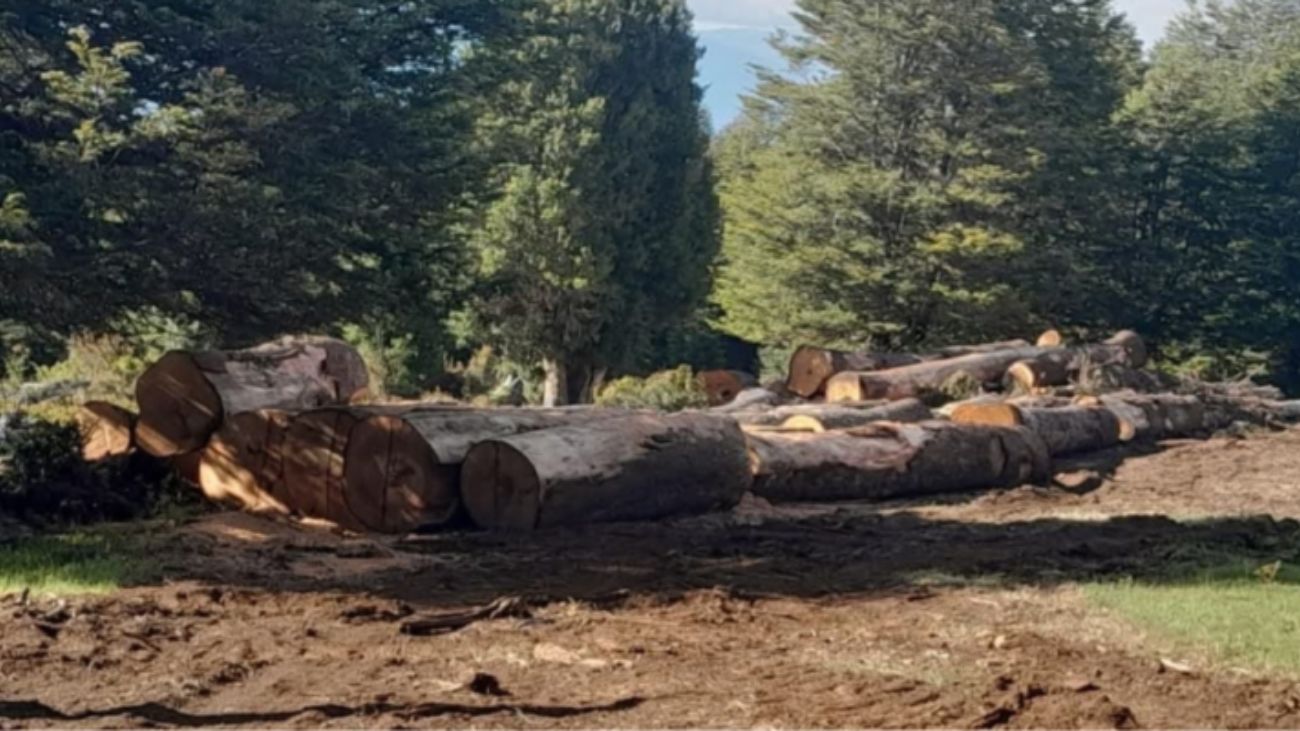 Denuncian tala ilegal de árboles nativos en Melipeuco: Conaf investiga Denuncian tala ilegal de árboles nativos en Melipeuco: Conaf investiga