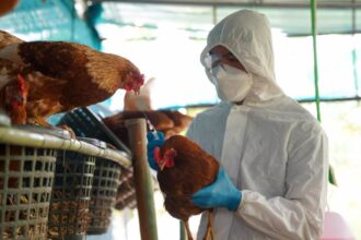 Caso grave de gripe aviar H5N1 en EE.UU.: crisis sanitaria aumenta