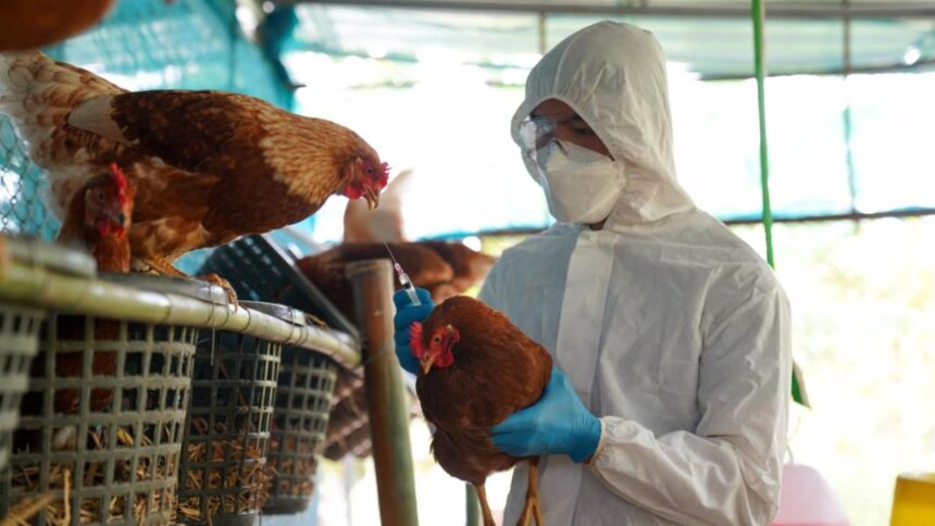 Caso grave de gripe aviar H5N1 en EE.UU.: crisis sanitaria aumenta