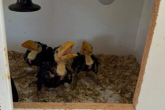 Detienen a hombre por maltrato animal y posesión de drogas ilícitas