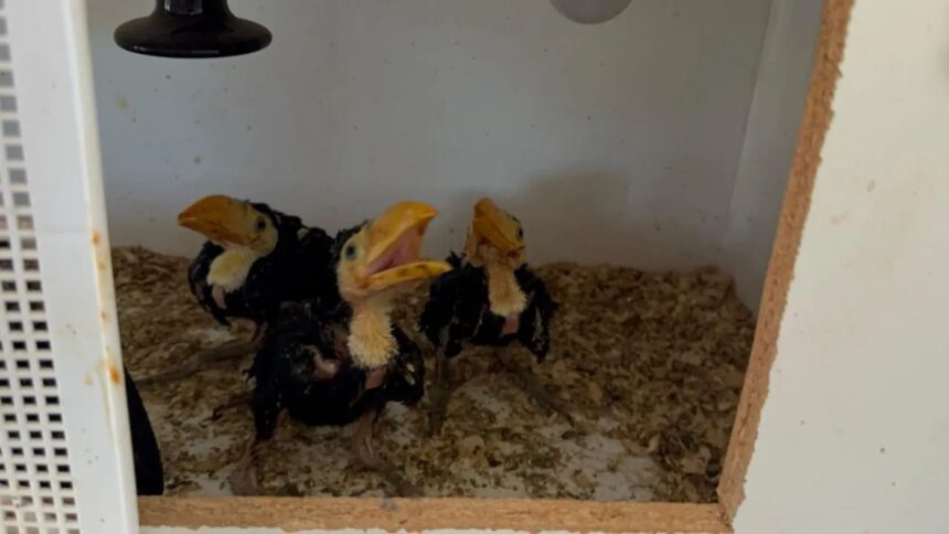 Detienen a hombre por maltrato animal y posesión de drogas ilícitas