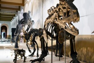 Exposición gratuita de dinosaurios en el Museo Nacional de Historia Natural