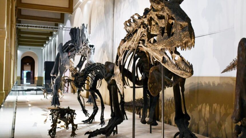 Exposición gratuita de dinosaurios en el Museo Nacional de Historia Natural