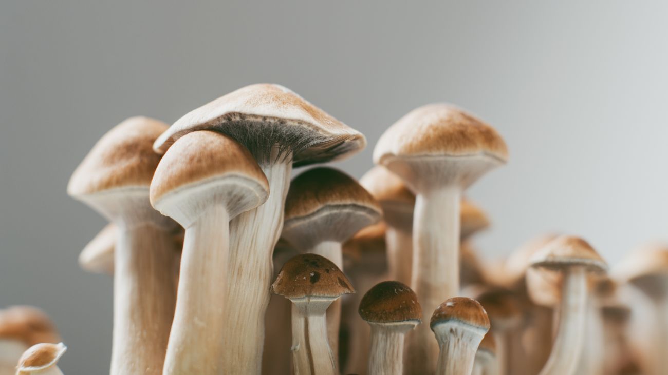Desmantelan laboratorio de hongos alucinógenos en Temuco: siete detenidos Desmantelan laboratorio de hongos alucinógenos en Temuco: siete detenidos