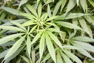 Trampas en invernadero: investigan plantación de cannabis en Angol