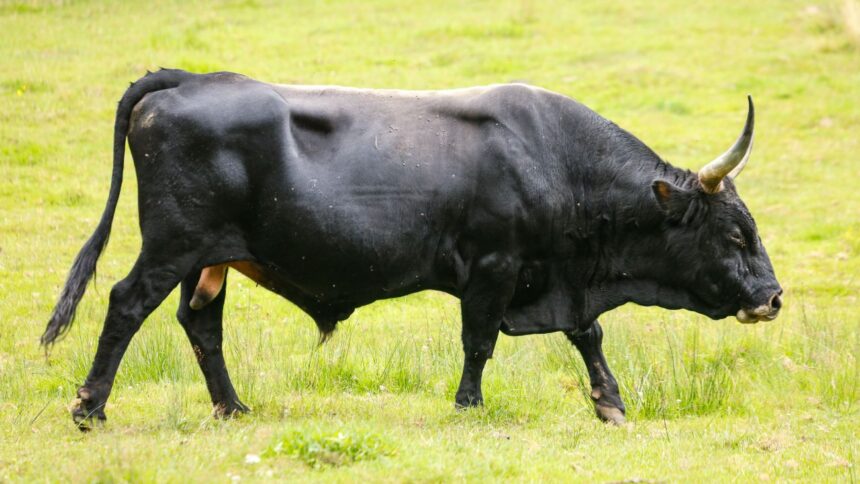 Niña de seis años grave tras ser atacada por un buey en Los Ángeles