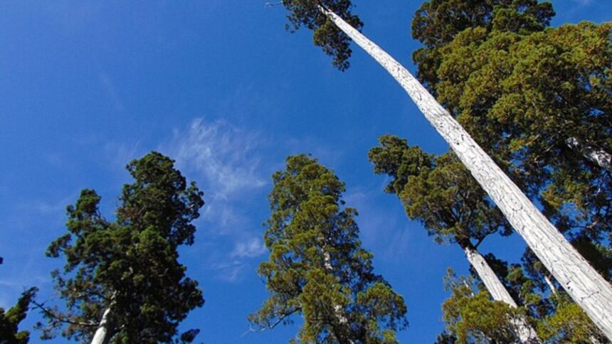 Rescatan a pareja extraviada en la cordillera de la costa de Río Negro
