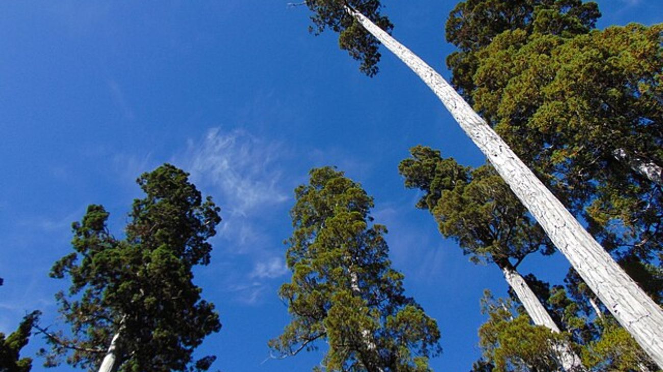 Rescatan a pareja extraviada en la cordillera de la costa de Río Negro