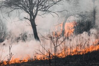 Optimización de la gestión de incendios forestales con tecnologías innovadoras