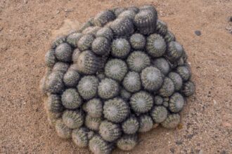 Condenado por contrabando de cactus amenazados: un golpe al medio ambiente