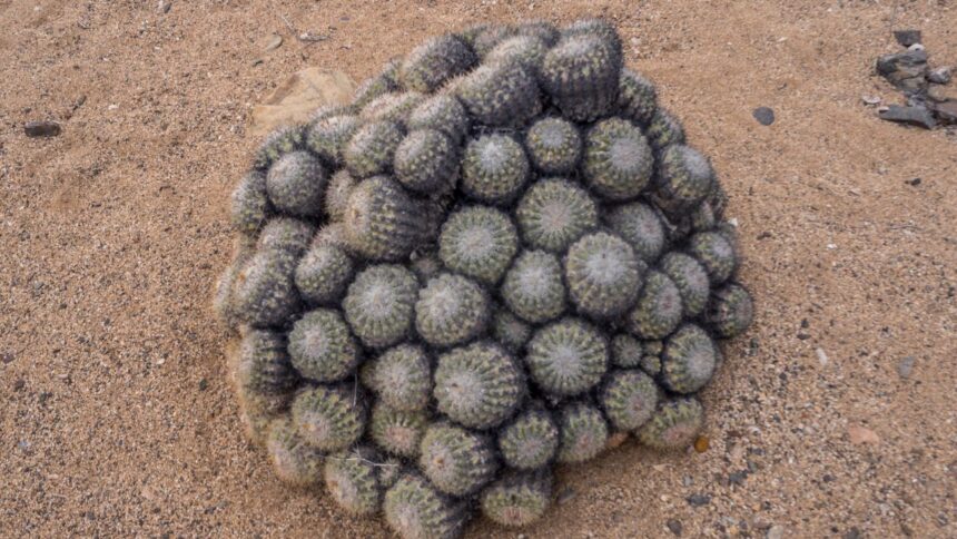 Condenado por contrabando de cactus amenazados: un golpe al medio ambiente