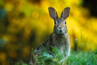 Vecinos denuncian matanza de conejos en zona residencial de Huechuraba
