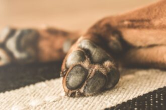 Detienen a acusado por brutal maltrato animal en Lonquén, Talagante