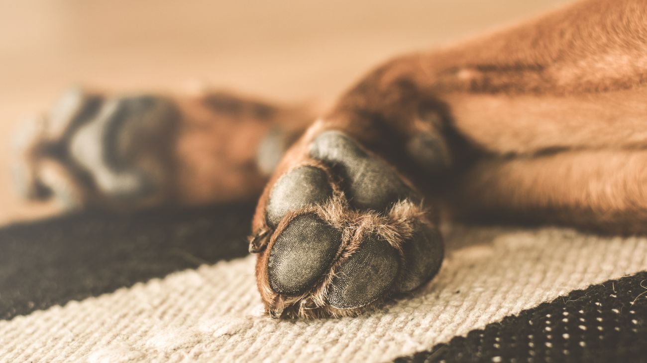 Detienen a acusado por brutal maltrato animal en Lonquén, Talagante Detienen a acusado por brutal maltrato animal en Lonquén, Talagante