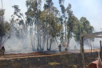 Incendio forestal en San Antonio: controlado tras afectar tres hectáreas