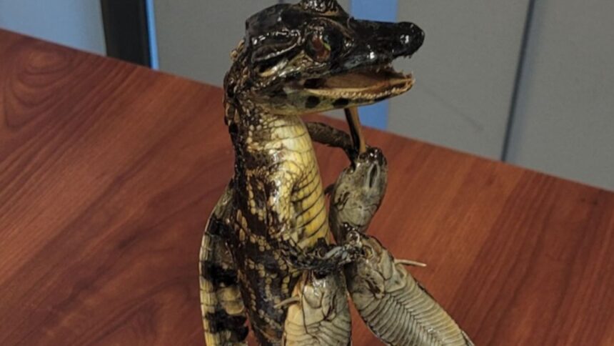 Yacaré bebé encontrado ilegalmente en un bus de Bolivia a Chile