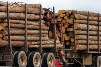 147 detenidos por robo de madera en Los Ríos: 1500 millones incautados
