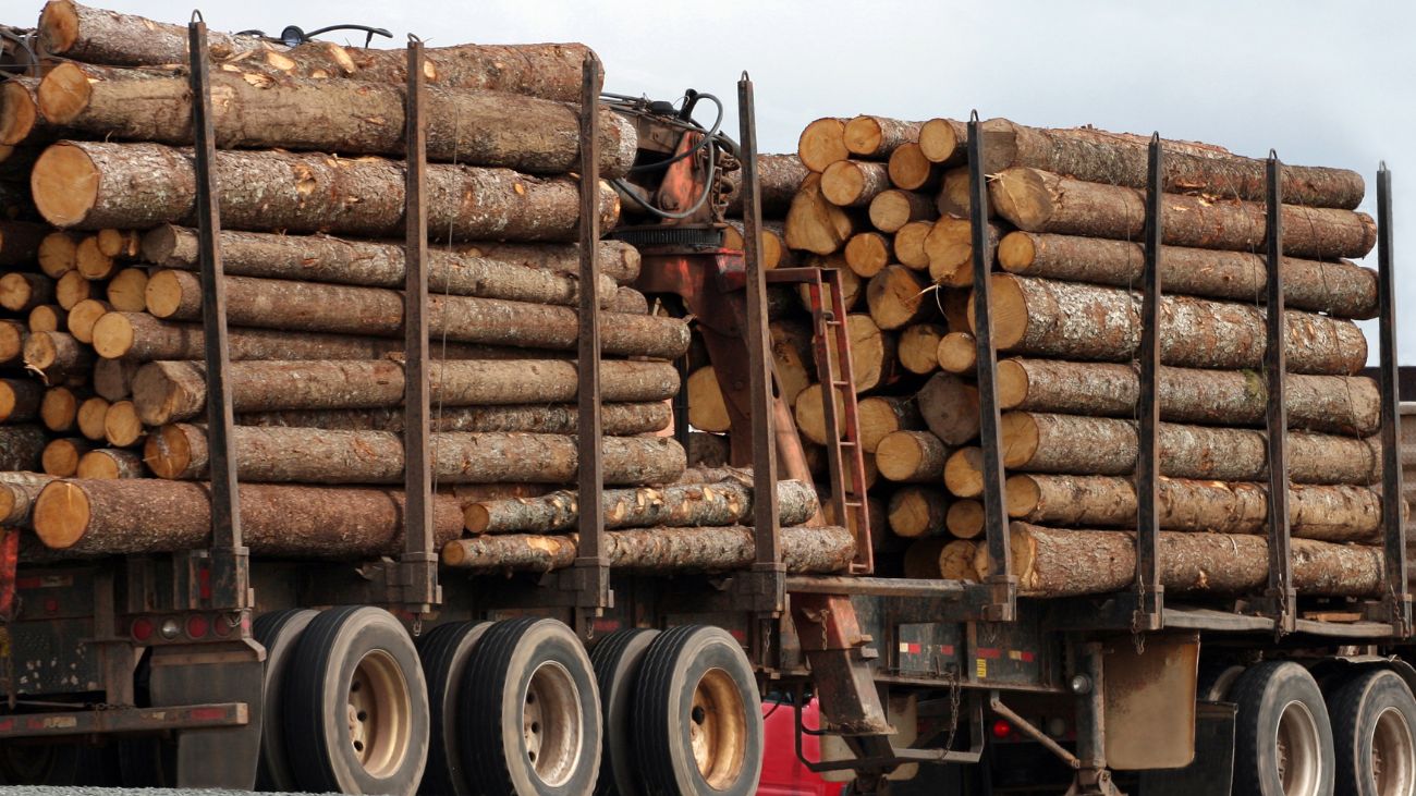 147 detenidos por robo de madera en Los Ríos: 1500 millones incautados 147 detenidos por robo de madera en Los Ríos: 1500 millones incautados