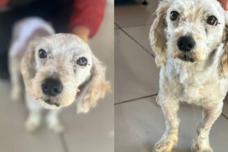 Muere perro rescatado en Navidad por ruido de fuegos artificiales