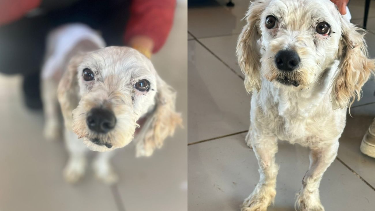 Muere perro rescatado en Navidad por ruido de fuegos artificiales Muere perro rescatado en Navidad por ruido de fuegos artificiales