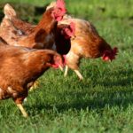 Nuevo brote de gripe aviar en Japón: sacrifican 50,000 pollos