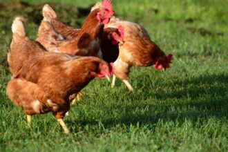 Nuevo brote de gripe aviar en Japón: sacrifican 50,000 pollos