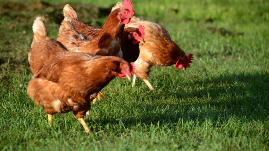 Nuevo brote de gripe aviar en Japón: sacrifican 50,000 pollos