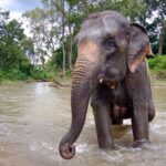 Trágico fallecimiento de turista española en santuario de elefantes tailandés