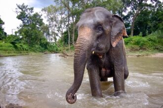 Trágico fallecimiento de turista española en santuario de elefantes tailandés