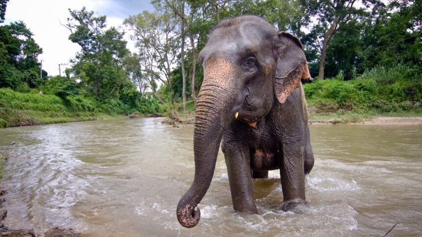 Trágico fallecimiento de turista española en santuario de elefantes tailandés
