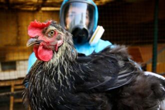 Alerta por influenza aviar H5N1: Chile aumenta vigilancia sanitaria ante riesgo