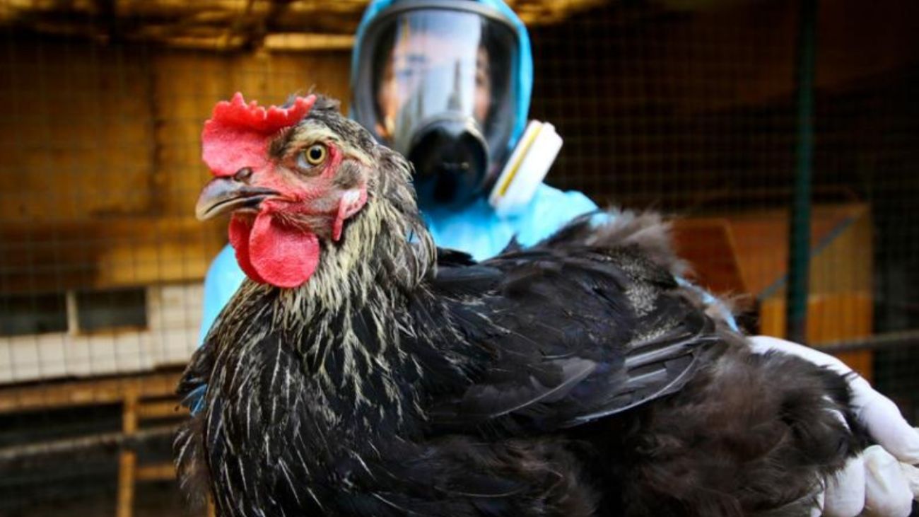 Alerta por influenza aviar H5N1: Chile aumenta vigilancia sanitaria ante riesgo Alerta por influenza aviar H5N1: Chile aumenta vigilancia sanitaria ante riesgo