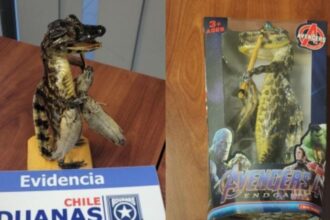 Incautan yacaré bebé embalsamado en paso fronterizo Chungará