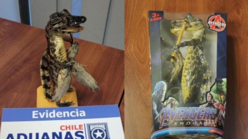 Incautan yacaré bebé embalsamado en paso fronterizo Chungará