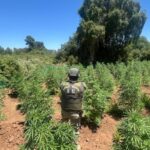 Desmantelan cultivo ilegal de marihuana en Pemuco: descubren 1.307 plantas escondidas