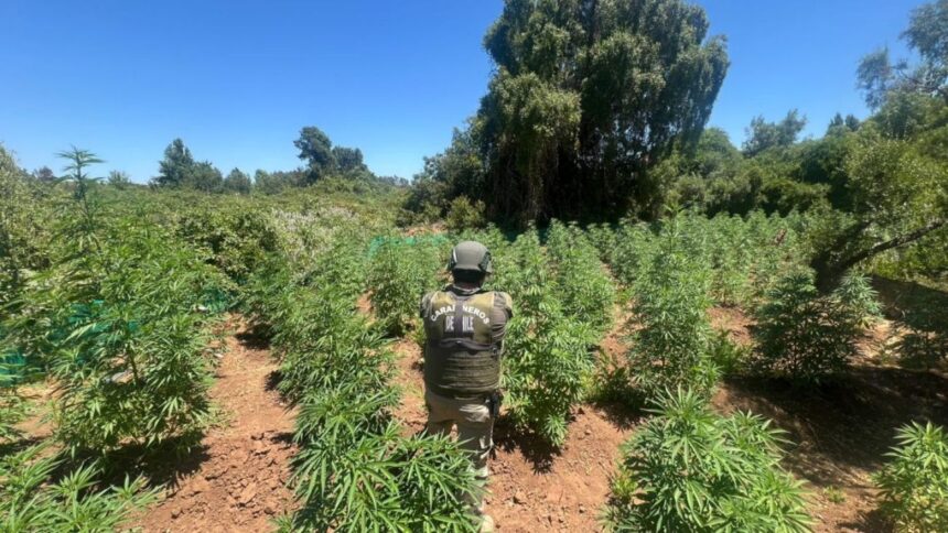 Desmantelan cultivo ilegal de marihuana en Pemuco: descubren 1.307 plantas escondidas