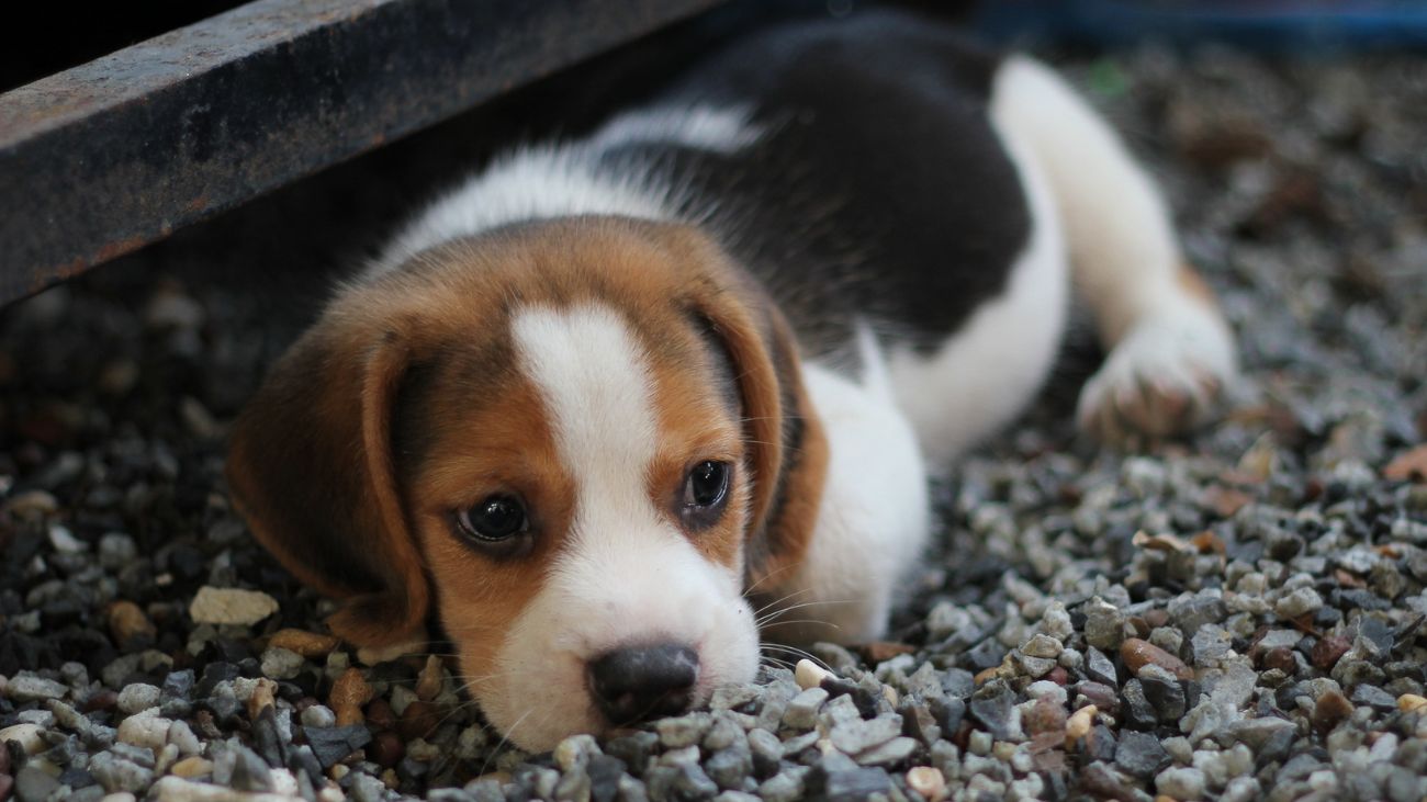 Proyecto de ley busca aumentar penas por maltrato animal en Chile