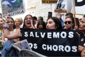 Pingüinos de Humboldt protestan en Chile por destino de proyecto minero