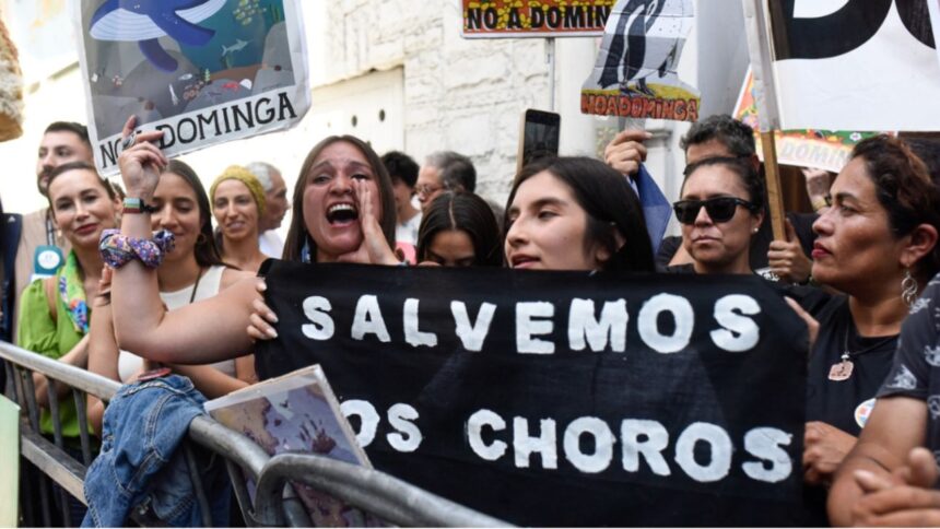 Pingüinos de Humboldt protestan en Chile por destino de proyecto minero