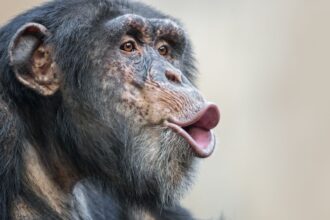 Incidente en Zoológico Nacional: evacuan chimpancés tras árbol caído