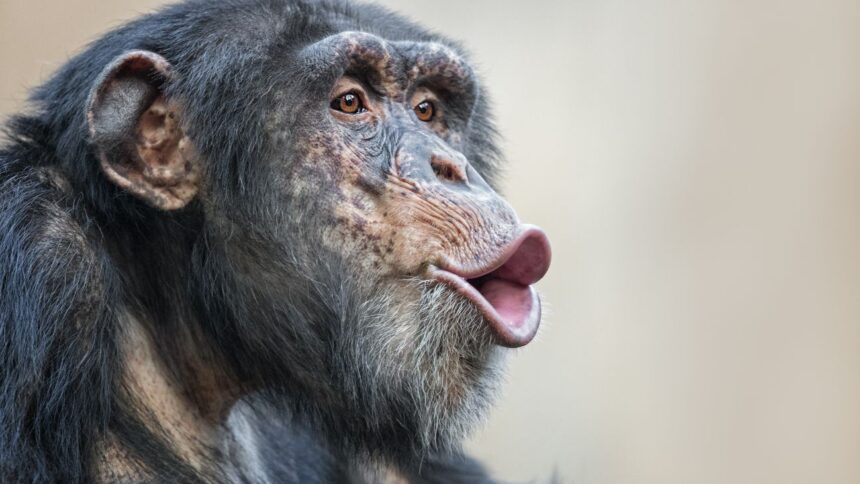 Incidente en Zoológico Nacional: evacuan chimpancés tras árbol caído