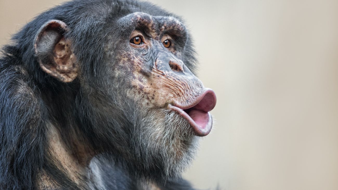 Incidente en Zoológico Nacional: evacuan chimpancés tras árbol caído Incidente en Zoológico Nacional: evacuan chimpancés tras árbol caído