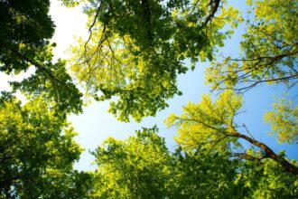 Bosques urbanos en Santiago: estrategia para enfrentar el cambio climático